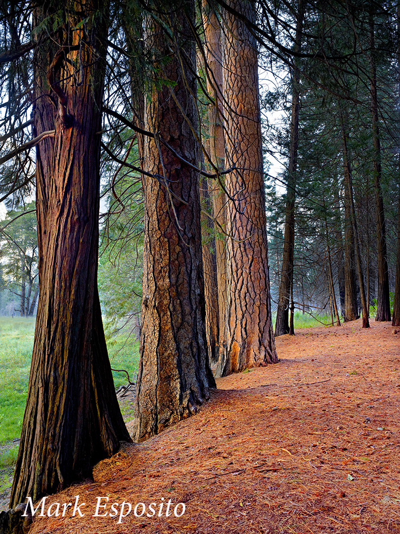 Yosemite Trees Tall