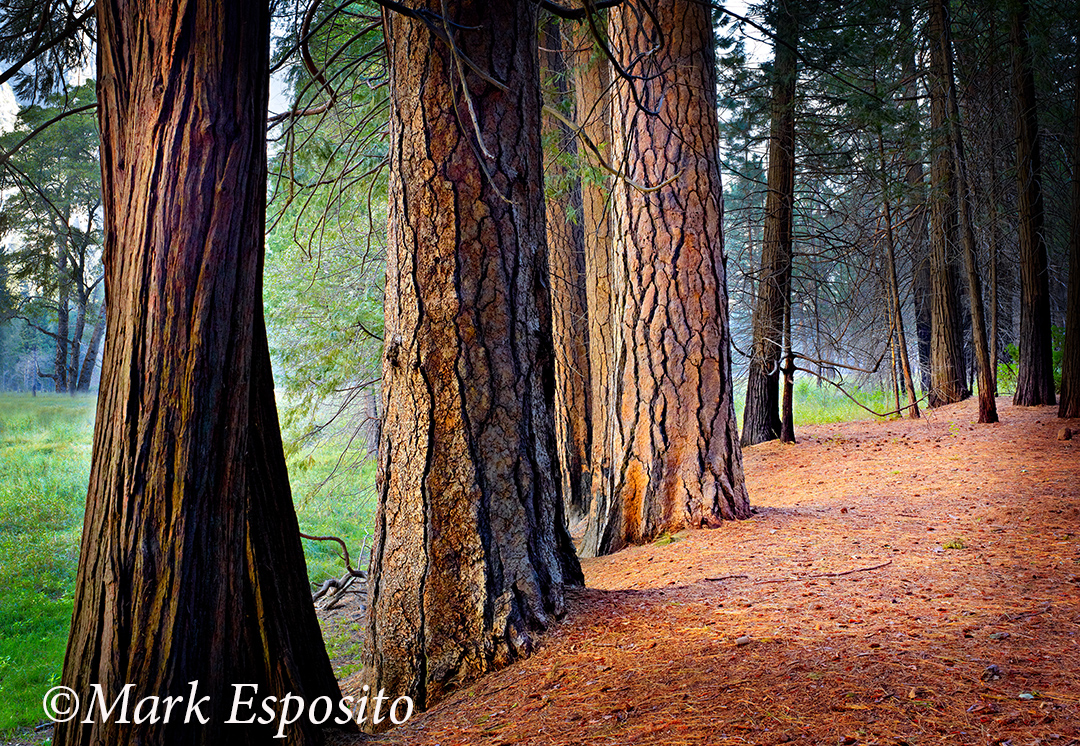 Yosemite Trees Wide