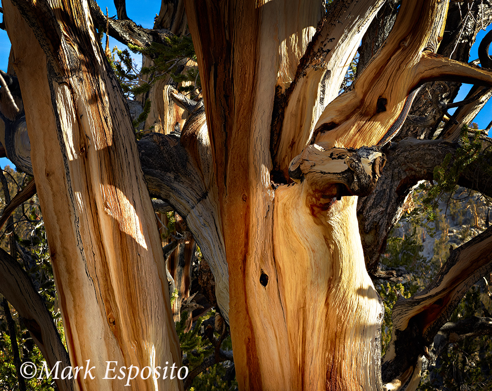 Bristlecone Pines II