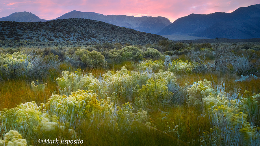 Mono Lake Brush