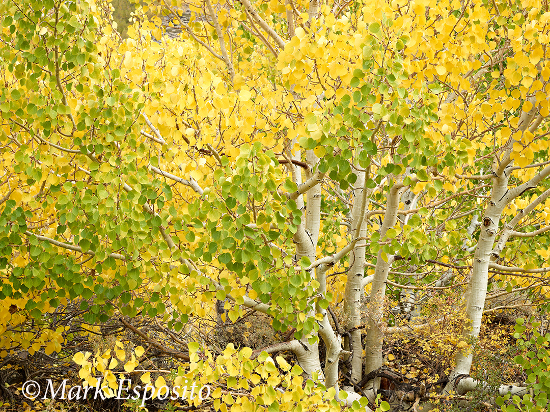 Bishop Aspens