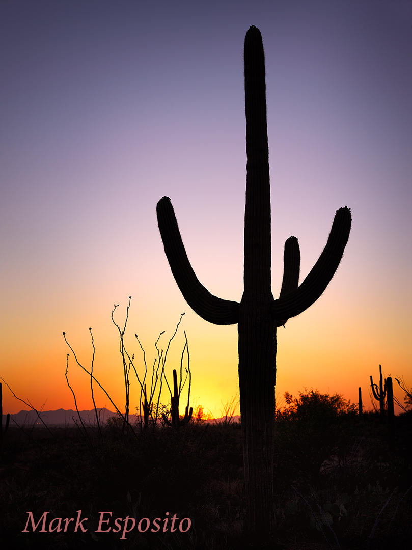 Saguaro Sunset